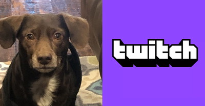 Pies mógł doprowadzić do bana na Twitch naruszając regulamin platformy