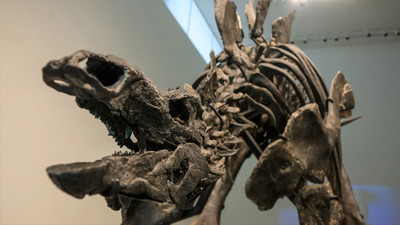 Ogromna cena, jaką trzeba zapłacić za wyjątkowy eksponat