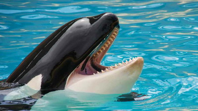 Orki robią coś strasznego. Naukowcy pracują nad wyjaśnieniem tego zjawiska