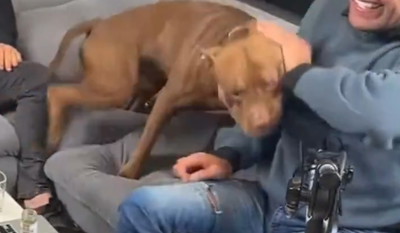 Pies Gracjana „przyatakował” zawodnika Fame MMA podczas transmisji