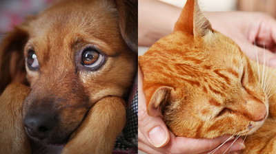 Na to zwracaj u swojego zwierzaka szczególną uwagę