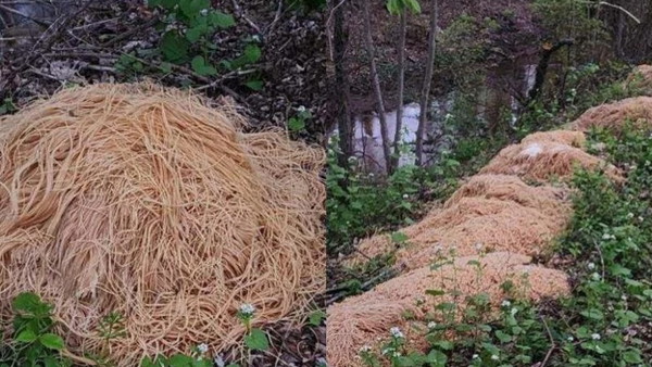 Wyrzucił w lesie ponad 200 kilogramów makaronu. Skąd go wziął?