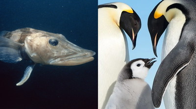 Te zwierzęta są niesamowicie odporne na zimno. Tak radzą sobie z niską temperaturą