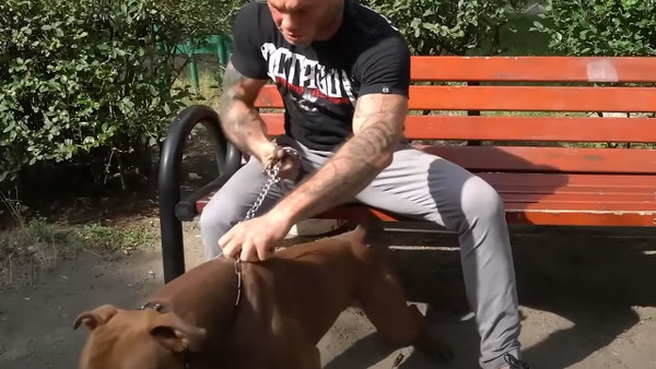 Gracjan Szadziński z Fame MMA odpowiada w sprawie psa