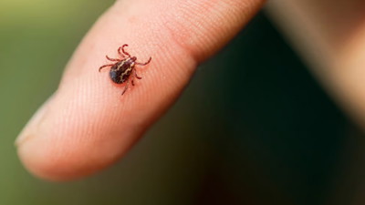 Inwazja kleszczy w Polsce. Tak wygląda kurtka po spacerze w lesie