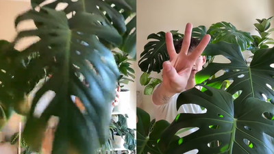 Co zrobić, żeby Wasza monstera miała tak duże i ładne liście?
