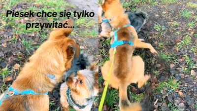 Puścili psa bez smyczy. Chwilę później stało się to