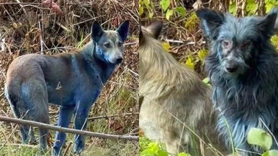 Psy w Czarnobylu zaczęły zmieniać kolor. Ich sierść nagle staje się niebieska
