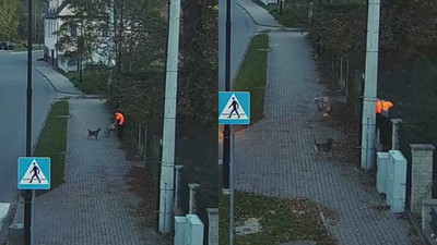 Trzy psy zaatakowały chłopaka. Pomógł mu przypadkowy kierowca