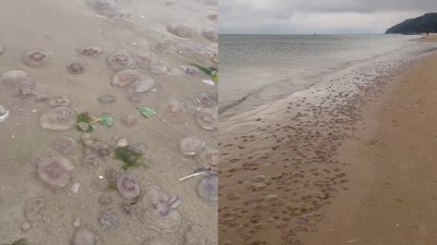 Taki widok na plaży w Międzyzdrojach. Ludzie nie mogą w to uwierzyć