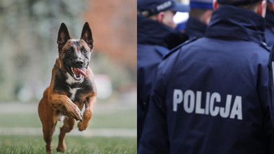 Zatrzymano właściciela trzech psów, które zagryzły 46-latka