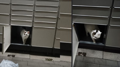 Internauci przecierają oczy. Siedział w środku paczkomatu InPost