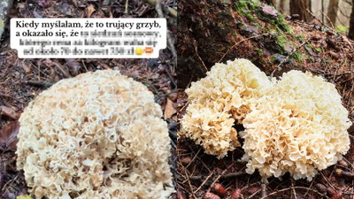 Znalazłeś takiego grzyba? Jest jadalny, a do tego bardzo drogi