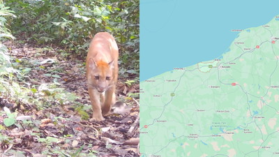 Puma albo gepard w zachodniopomorskim lesie. Samorząd apeluje: nie wchodźcie do lasu