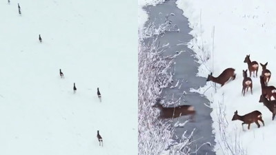 Na polach pod Tolkmickiem pojawił się taki widok. Internauci zachwyceni nagraniem