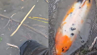 Wędkarz wyciągnął go z wody. Nie uwierzycie, co złapał w Dunajcu. „4-5kg”