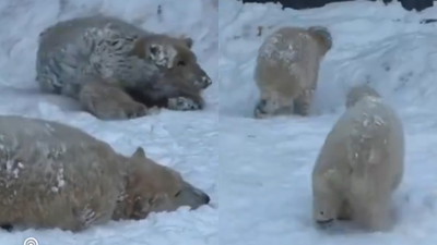 Tak niedźwiedzie polarne w ZOO cieszą się, gdy spadnie śnieg. Niesie się po sieci