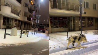 Biało-czarny dzik biega po Warszawie. Ludzie mówią o albinosie
