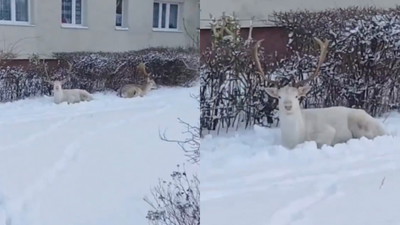 Te zwierzęta nagrano, jak gdyby nigdy nic pod blokiem w Gdańsku
