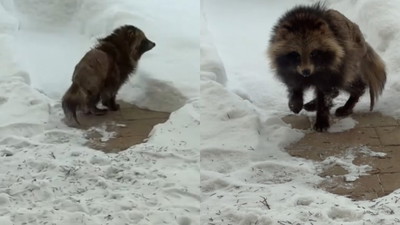 Egzotyczny drapieżnik coraz bliżej ludzi. Jenot ze świerzbem pod domem to nie przypadek