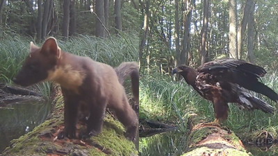 Kłoda nad rzeką i jedna fotopułapka. W 3 miesiące nagrała prawie 500 dzikich gości
