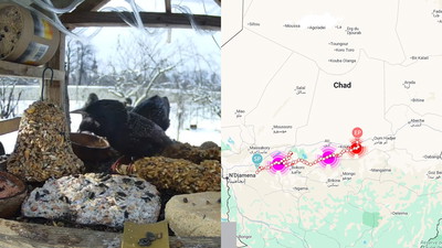 Mrozy sięgają -15°C, a ptaki już czują wiosnę. Bociany z Afryki i szpaki z Europy wracają do Polski