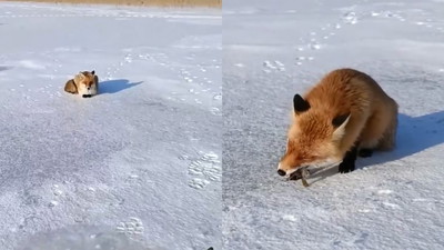 Lis przyszedł do wędkarza i grzecznie czekał na obiad. Dostał okonia