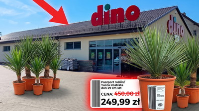 Dino wystawiło je przed sklep po 249 zł. Inni mają po 450 zł
