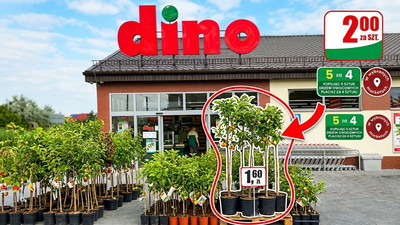 Dino wystawiło przed sklepem całą masę. Wyprzedają po 1,60 zł od sztuki