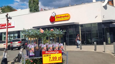 Biedronka pozbywa się pięknych okazów na balkon i działkę za 7,99 zł