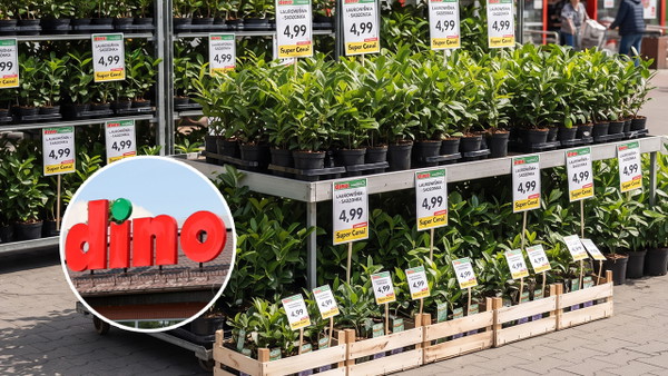 Działkowcy podjeżdżają do Dino busami. Chodzi o promocję na 4,99 zł
