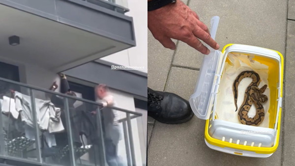 Normalny dzień w Poznaniu. Pyton na elewacji apartamentowca