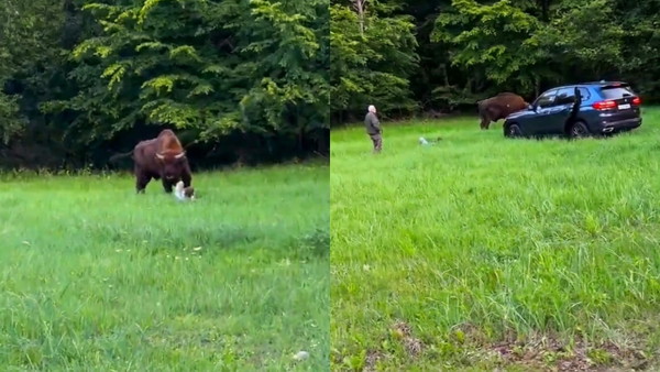 Atak żubra na człowieka w Parku Białowieskim. „Sam się prosił”